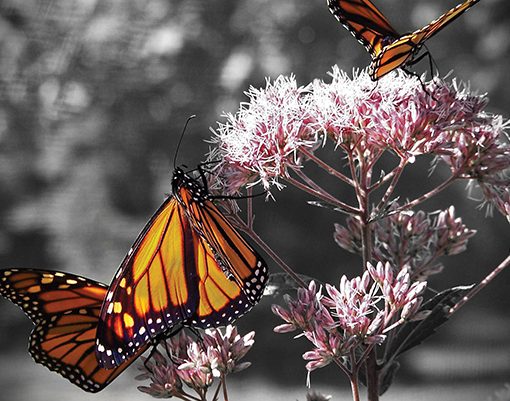 Orange butterflies on a flowering plant with soft focus background.