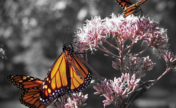 Orange butterflies on a flowering plant with soft focus background.