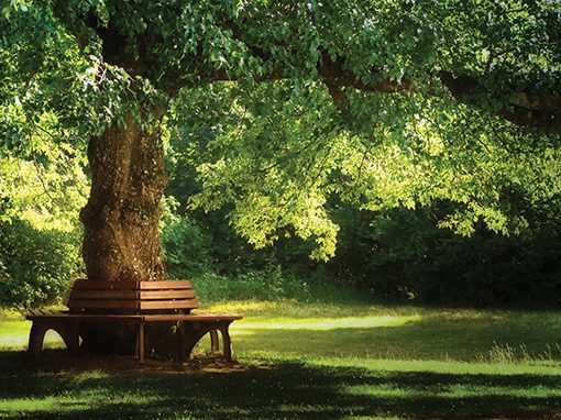 Sunny park scene with large tree, wooden bench, and lush green grass, offering a relaxing and peaceful atmosphere.