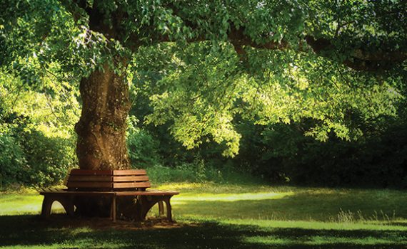 Sunny park scene with large tree, wooden bench, and lush green grass, offering a relaxing and peaceful atmosphere.