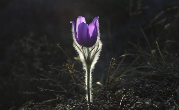 Purple flower blooming in shadowy garden, illuminated by sunlight.