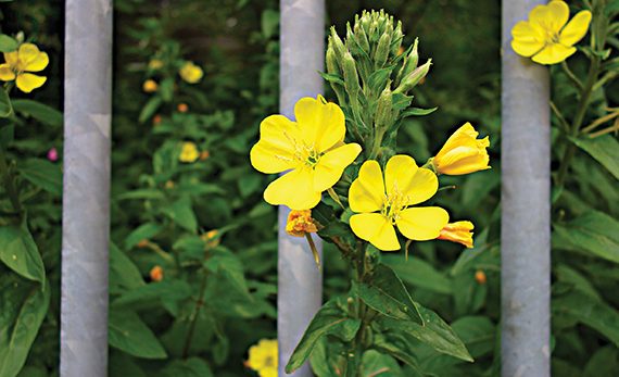 Yellow evening primrose flower blooming between metal bars against a green leafy background.