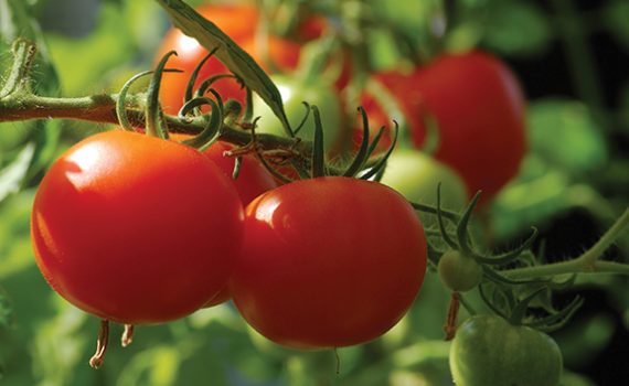 Red tomatoes ripening on the vine under sunlight in a garden setting.