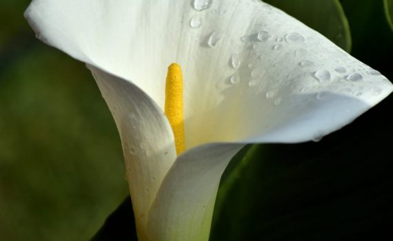 Close-up of a white calla lily with dewdrops on petals, set against a lush green background.