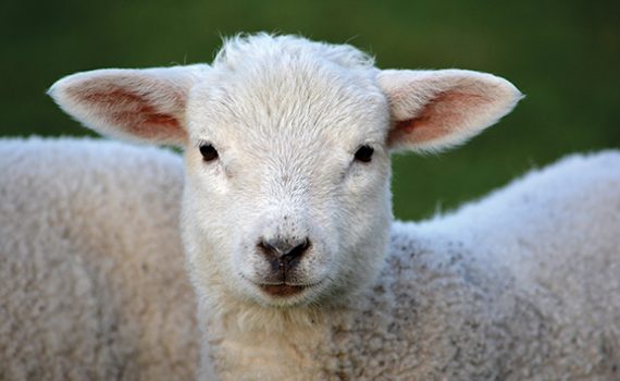 Close-up of a fluffy lamb with white wool against a blurred green background.