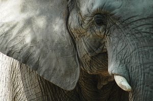 Close-up of an elephant's face showing detailed wrinkles and tusk, under natural sunlight.