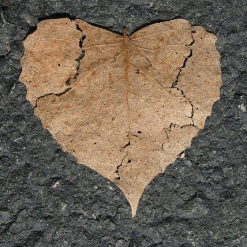 Dry heart-shaped brown leaf on textured asphalt background.