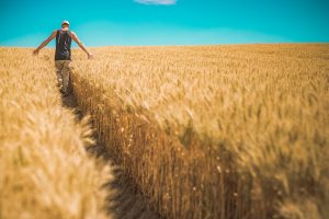 Person walking through golden wheat field under a clear blue sky.