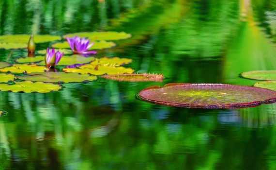 Pond with vibrant green lily pads and blooming purple flowers reflecting in calm water.