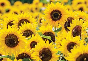 Field of vibrant yellow sunflowers in full bloom under a clear sky.