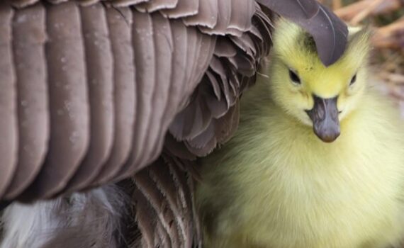 Yellow gosling nestles under mother goose's wing, displaying tender wildlife bonding.