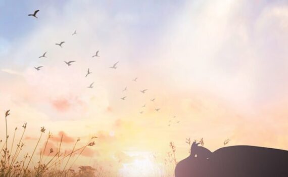 Silhouette of a rhinoceros at sunset with birds flying in a colorful sky.